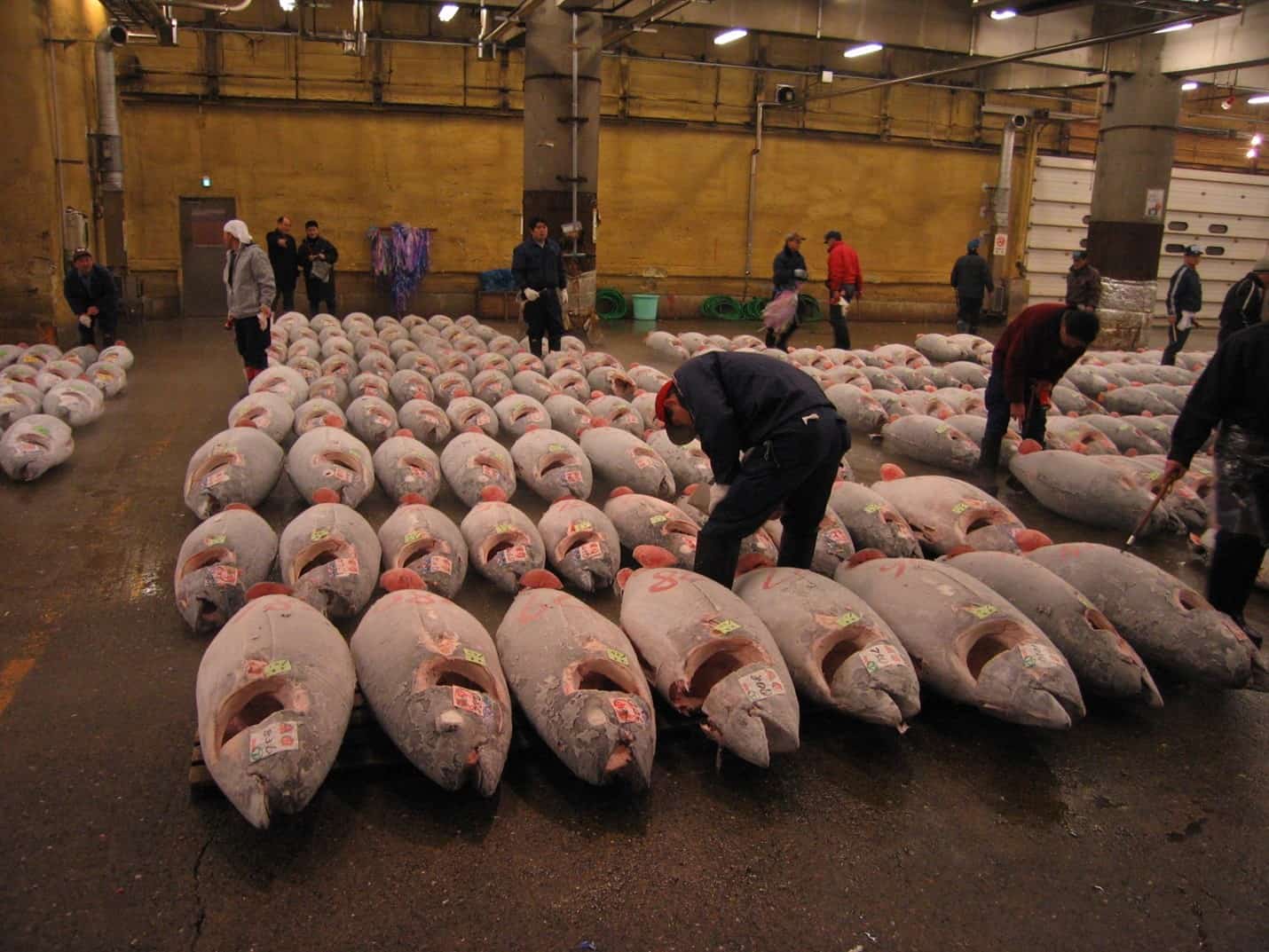 5 Most Expensive Kinds of Tuna Available on the Market