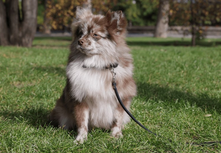 8 Rare and Unique Pomeranian Colors