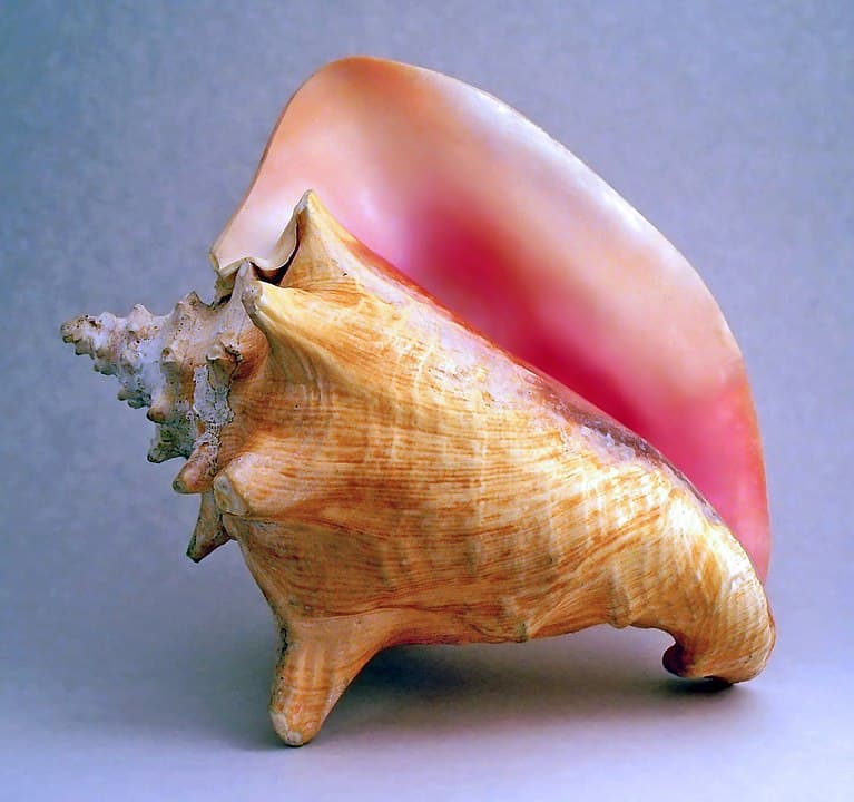 8 Rarest Seashells in The World