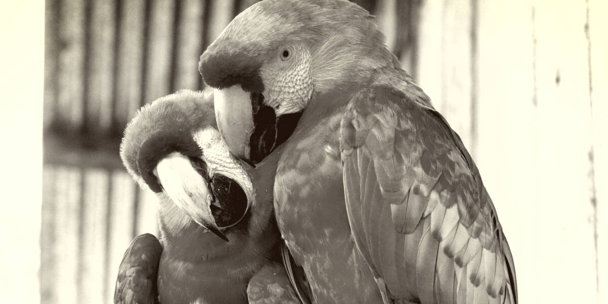 10 Most Expensive Parrots in the World
