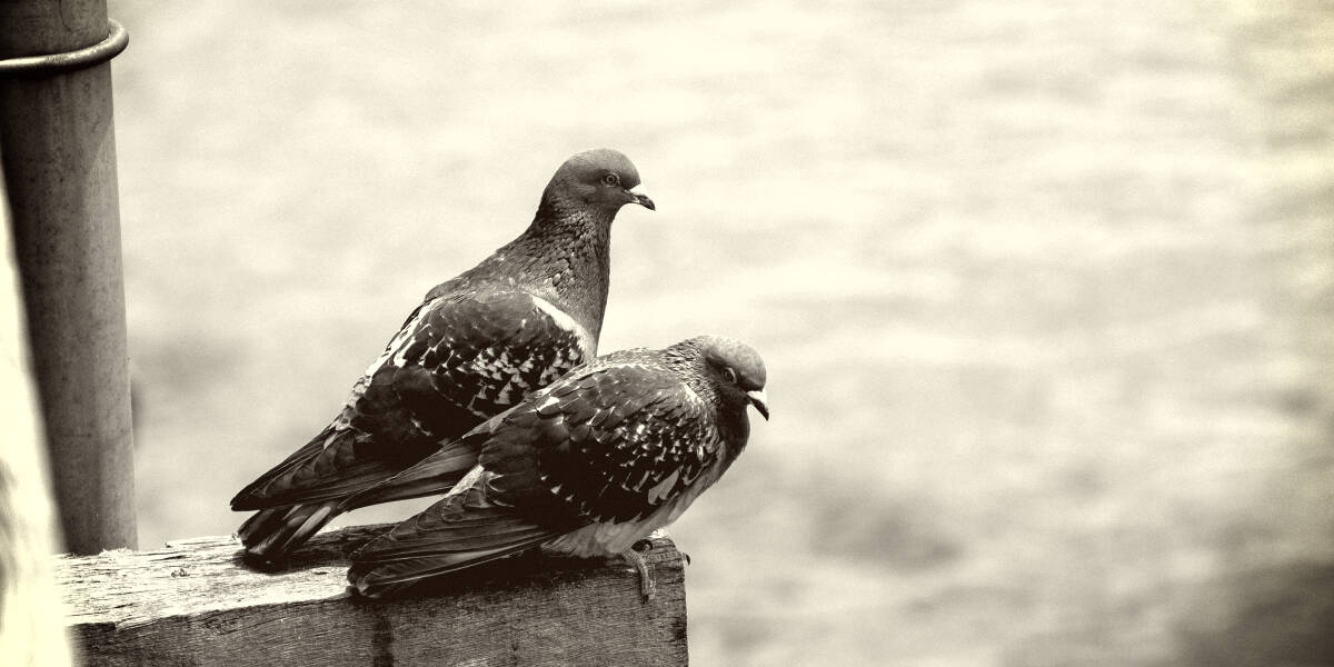 5 Most Expensive Racing Pigeons Ever Sold