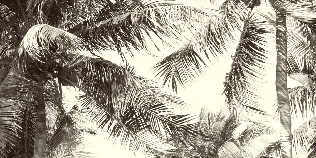 7 Most Expensive Palm Trees You Can Buy