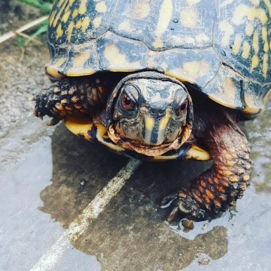 Five Reasons Never to Buy a Turtle or Tortoise As a Gift Reptile and