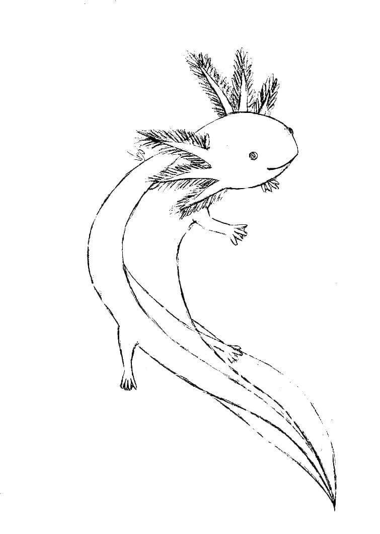 Axolotl Coloring Pages