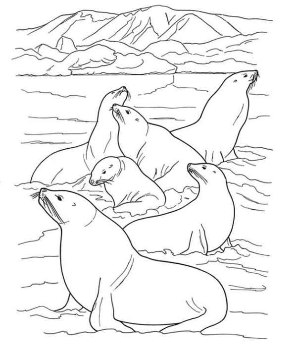 Arctic Animals Coloring Pages