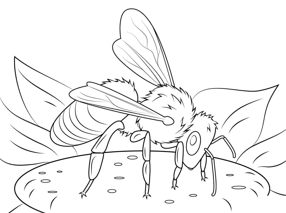 61 Bienen Bilder Zum Ausdrucken Kostenlos Ausmabilder 2021