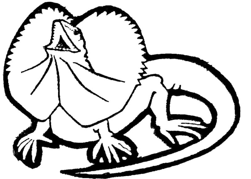 Lizard Coloring Pages 100 Pictures Free Printable