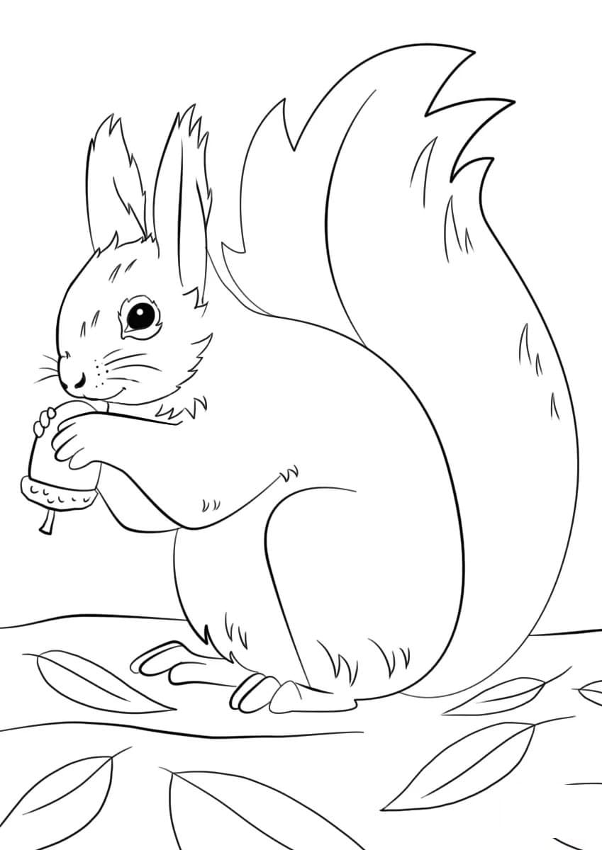 28 Eichhörnchen Bilder Zum Ausdrucken Kostenlos Malvorlagen für Kinder