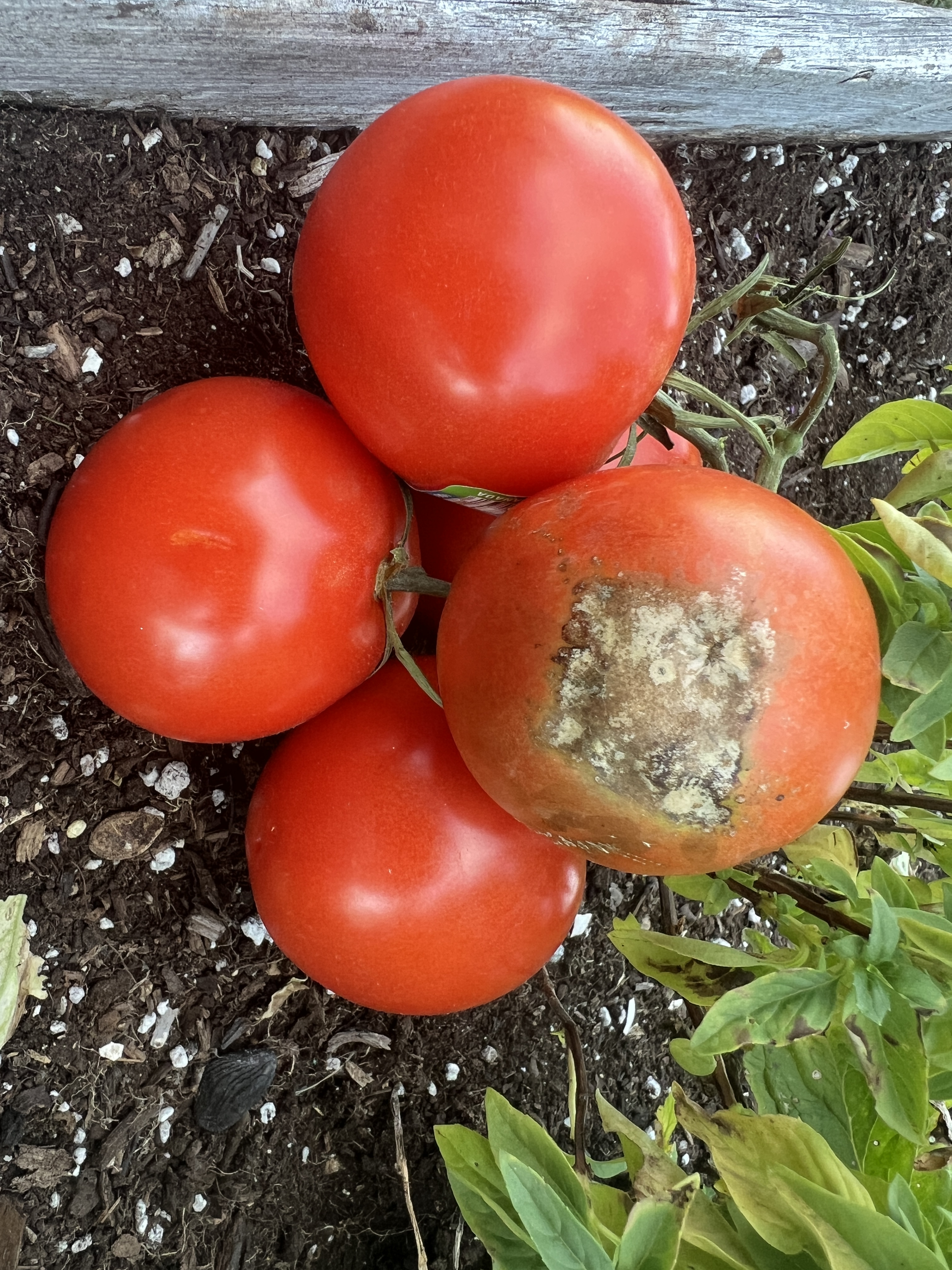 What Does Luke 17:5 Mean 2025 October 2025 Raspberryman