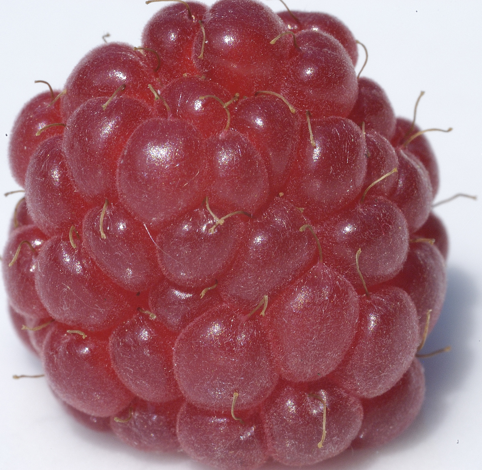 raspberry2 – RasPi.TV