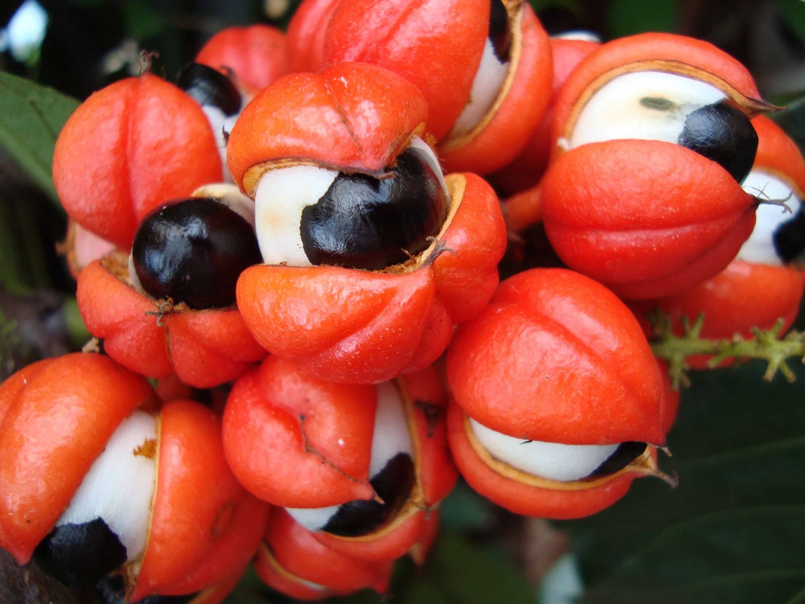 Ackee Patois Dictionary Term Rastaverse 1 Rastafari Resource Hub