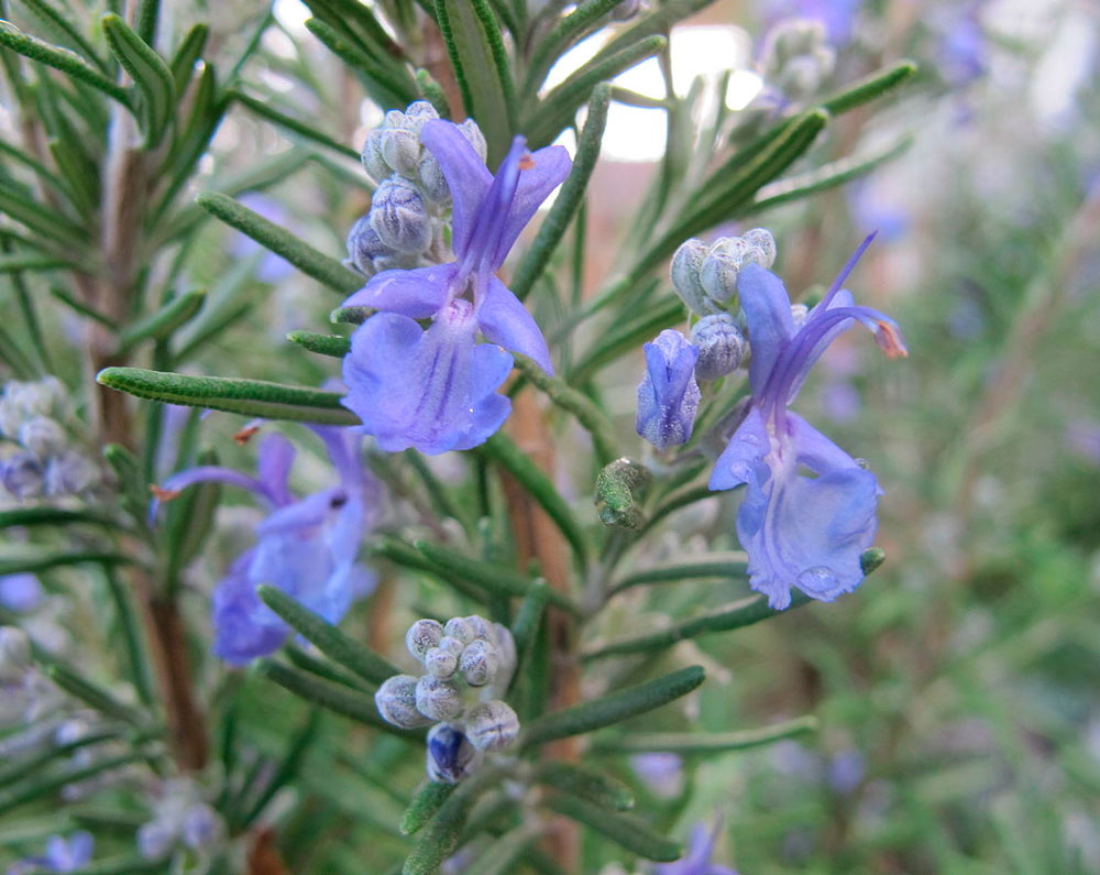 Розмарин выращивание в открытом грунте и в квартире, размножение