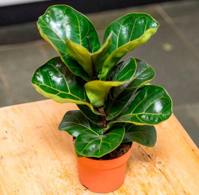 Ficus Lyrata (FiddleLeaf Fig) Home Care, Replanting And Propagation