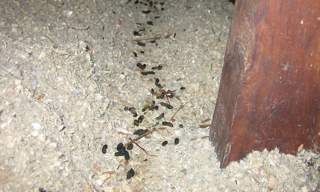 Home Rat Poop Learn About Rat Feces Diseases, Dangers, and How to