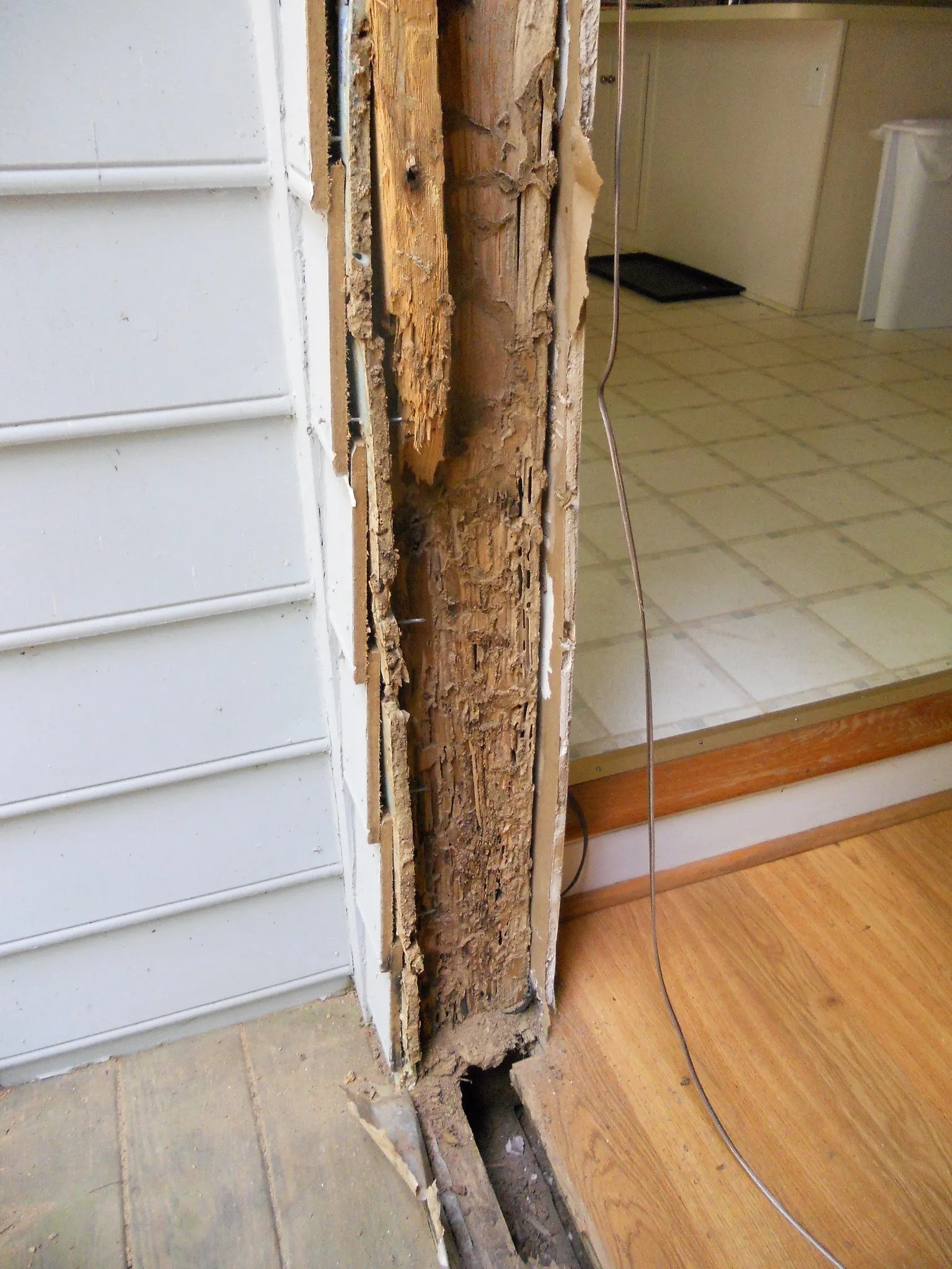 Jacksonville Termite Damage Repair Company Ratchet Roach