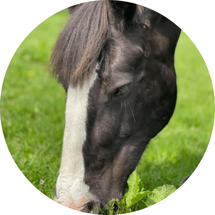 Ratcliffe Riders Horse feeds and Equestrian products