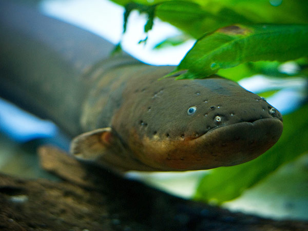 Electric eel Rate Every Animal