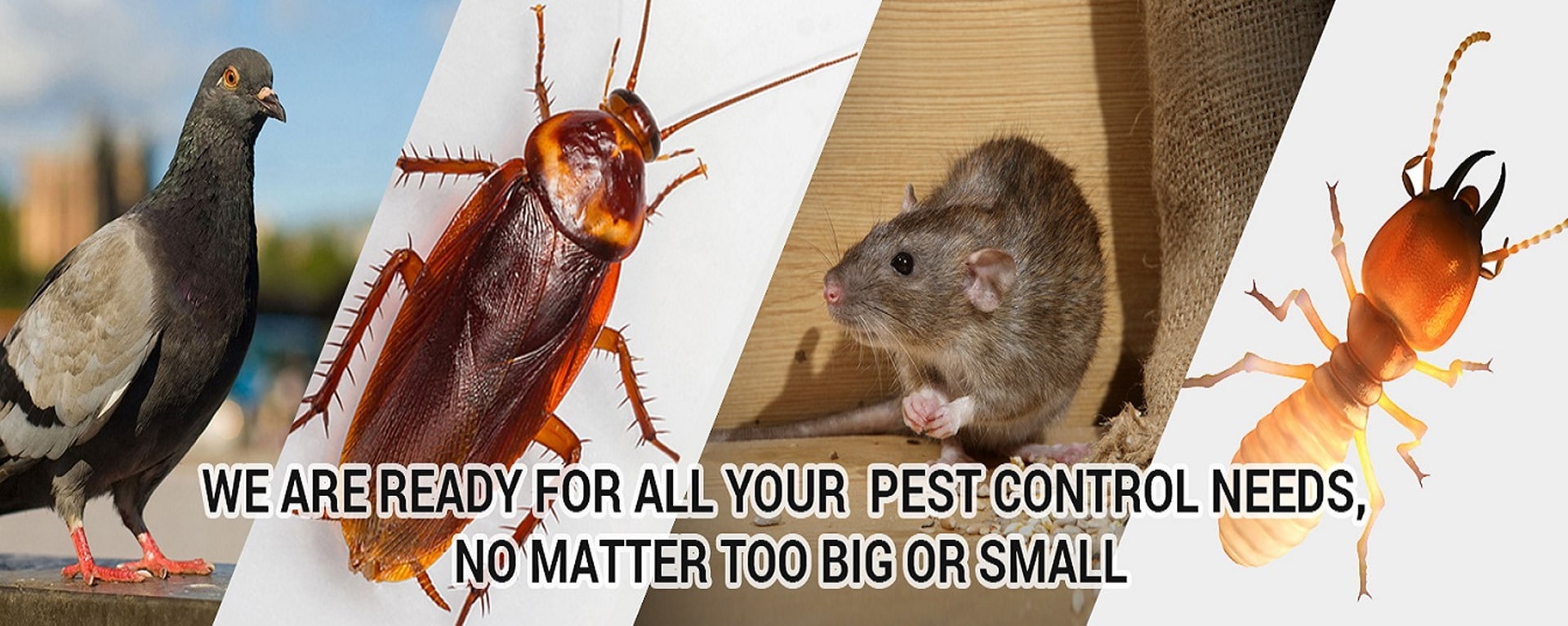 Pest Control Service & Commercial Pest Control Service in Vadodara