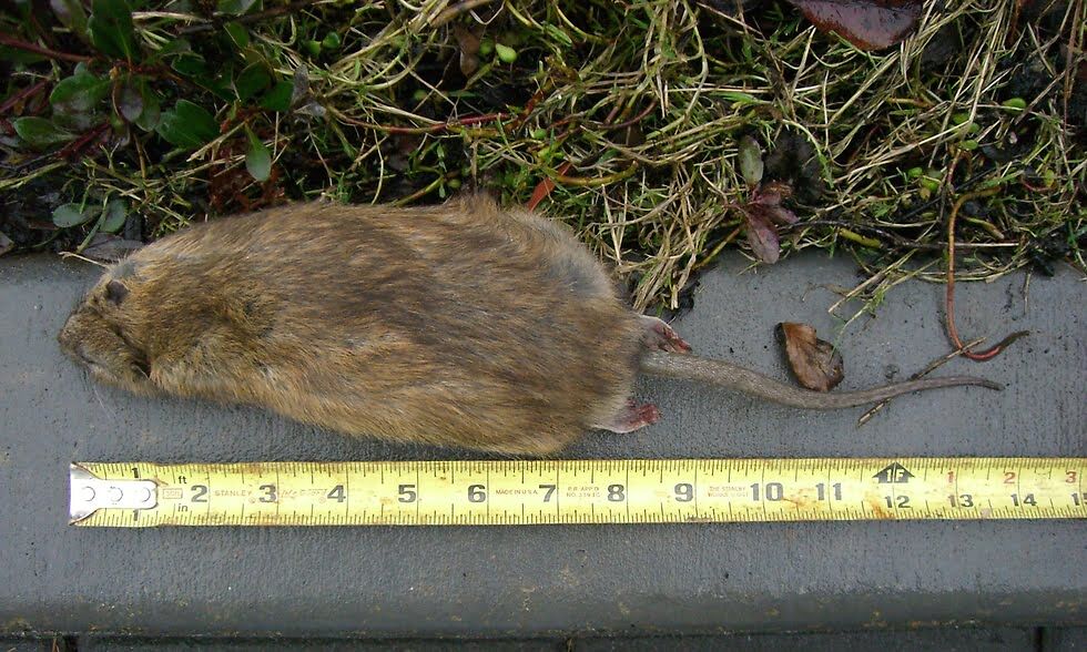 Are New York City rats bigger? Rats NYC