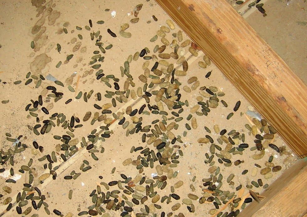 Mouse Feces vs. Rat Feces Rats vs Mice