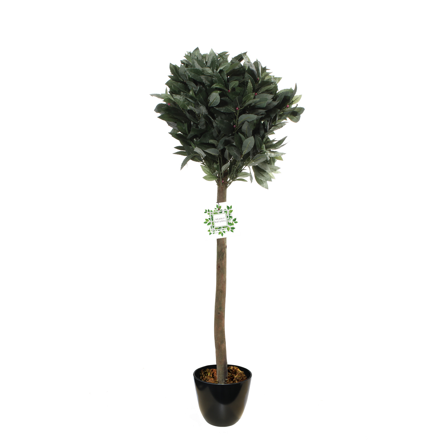 Bay Leaf Tree (sold in 2s) Rattan Cube