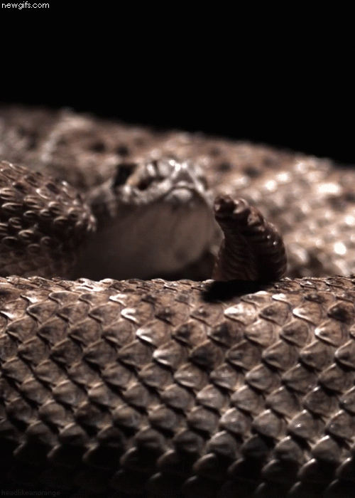 Rattlesnake Master It's not the size of the bite that matters, it's