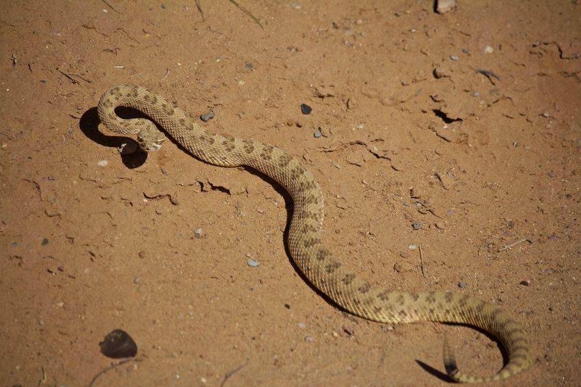 How Many Babies Do Rattlesnakes Have? (And How Often)