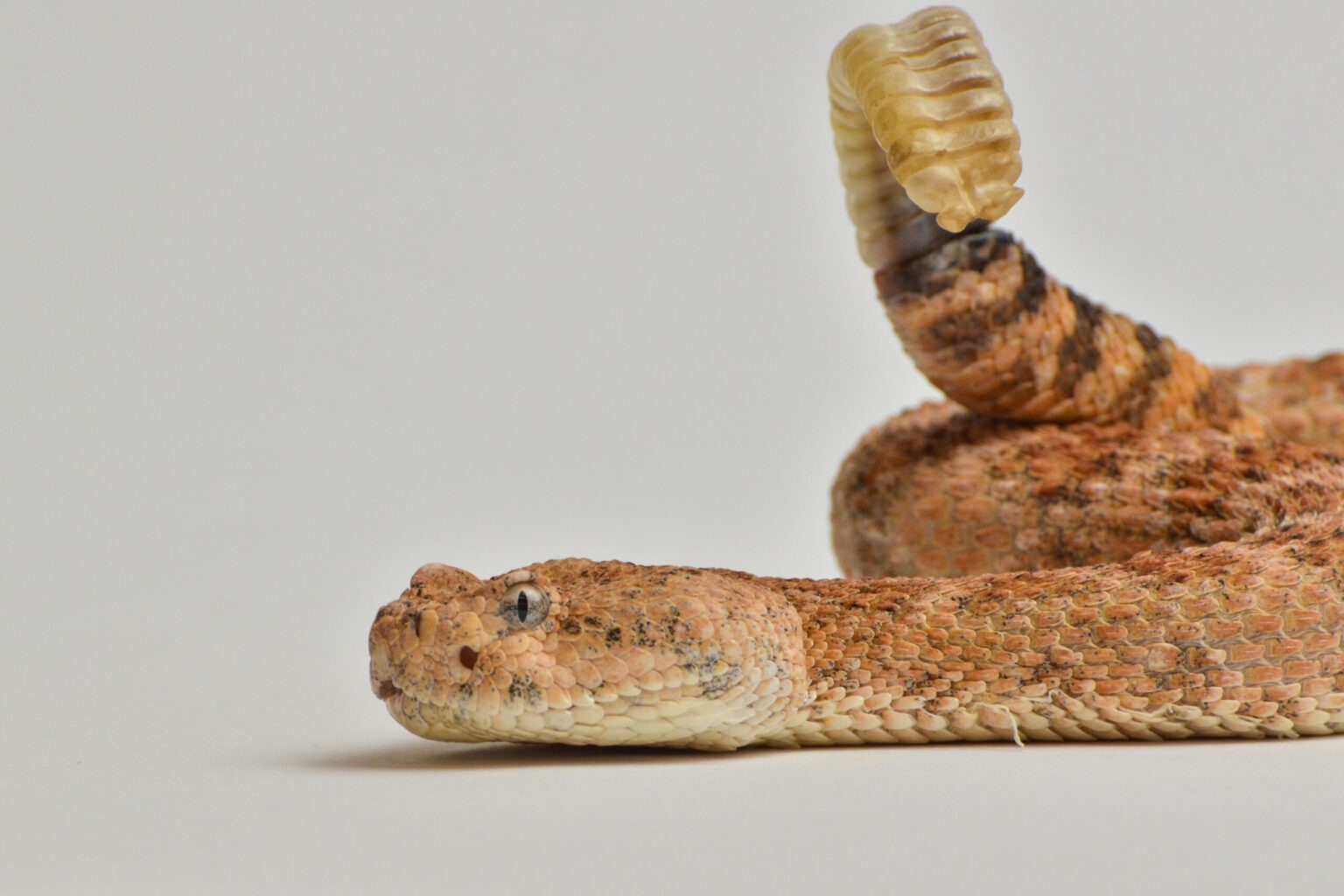 Do Rattlesnakes Climb Trees? (How high & types of trees)