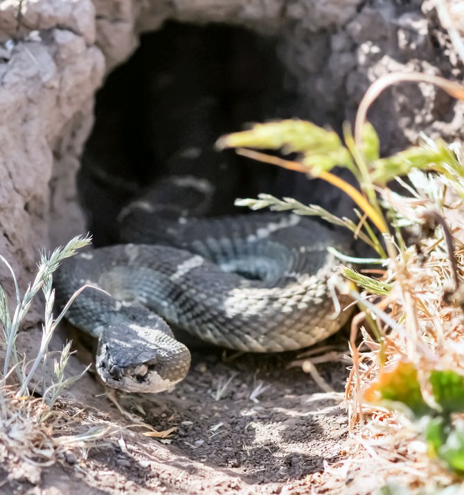 How Far Do Baby Rattlesnakes Travel From Their Den? Rattlesnake HQ