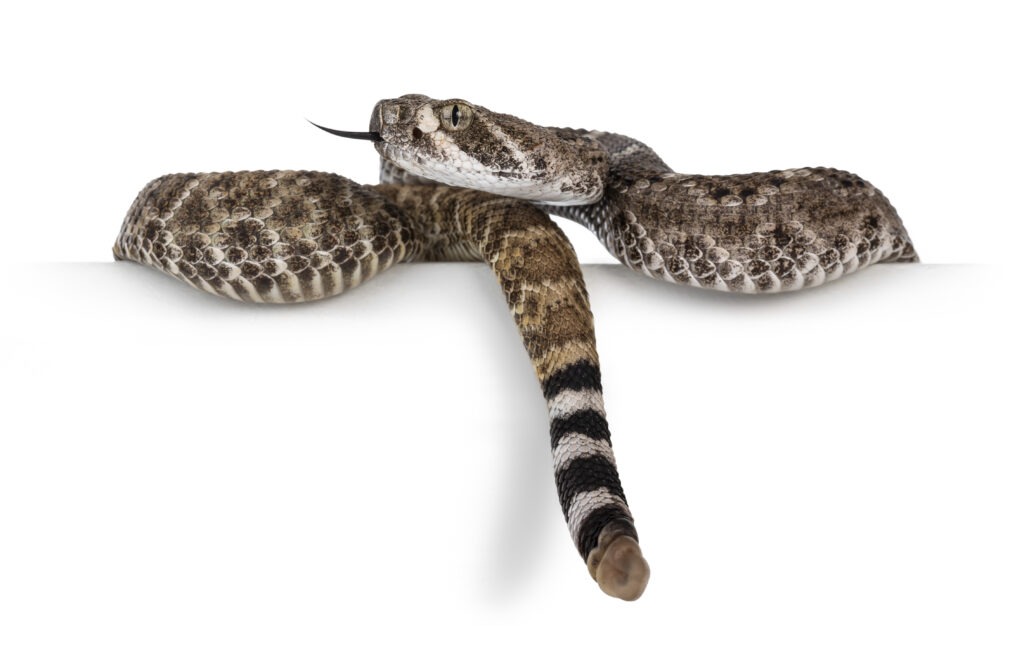 Do Baby Rattlesnakes Rattle? rattle growth chart)