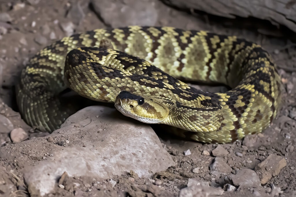 How Long Do Rattlesnakes Live? (By region and type)