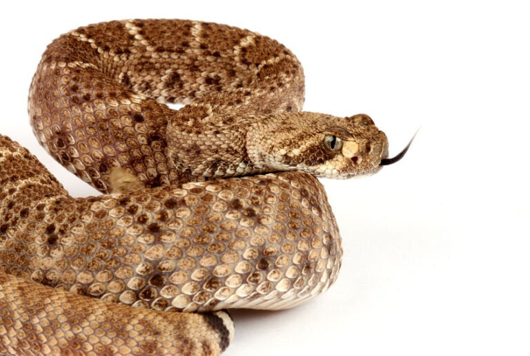 How Many Babies Do Rattlesnakes Have? (And How Often)