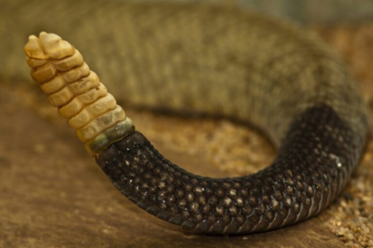 How Old is a Rattlesnake With 3 Rattles? (Calculate the Age)