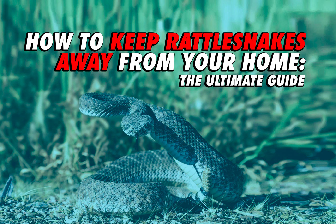 How to Keep Snakes Away from Your Home The Ultimate Guide