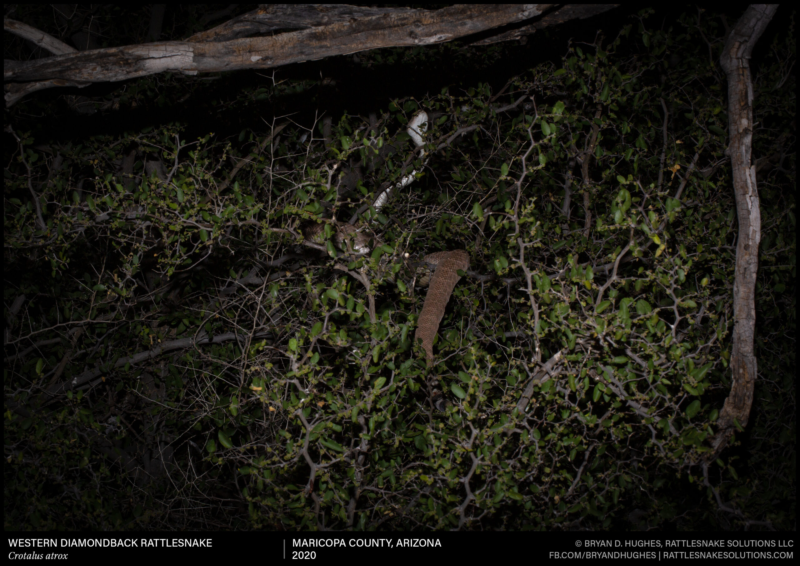 Yes, rattlesnakes can climb treesthis is normal. Rattlesnake Solutions