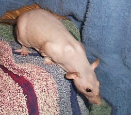 Le Rat Nu Un Choix A Faire Le Rat Nu Un Choix A Faire