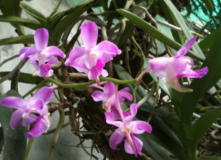 Các loại lan quế hương và lan quế tím, cách trồng và chăm sóc rauxanh