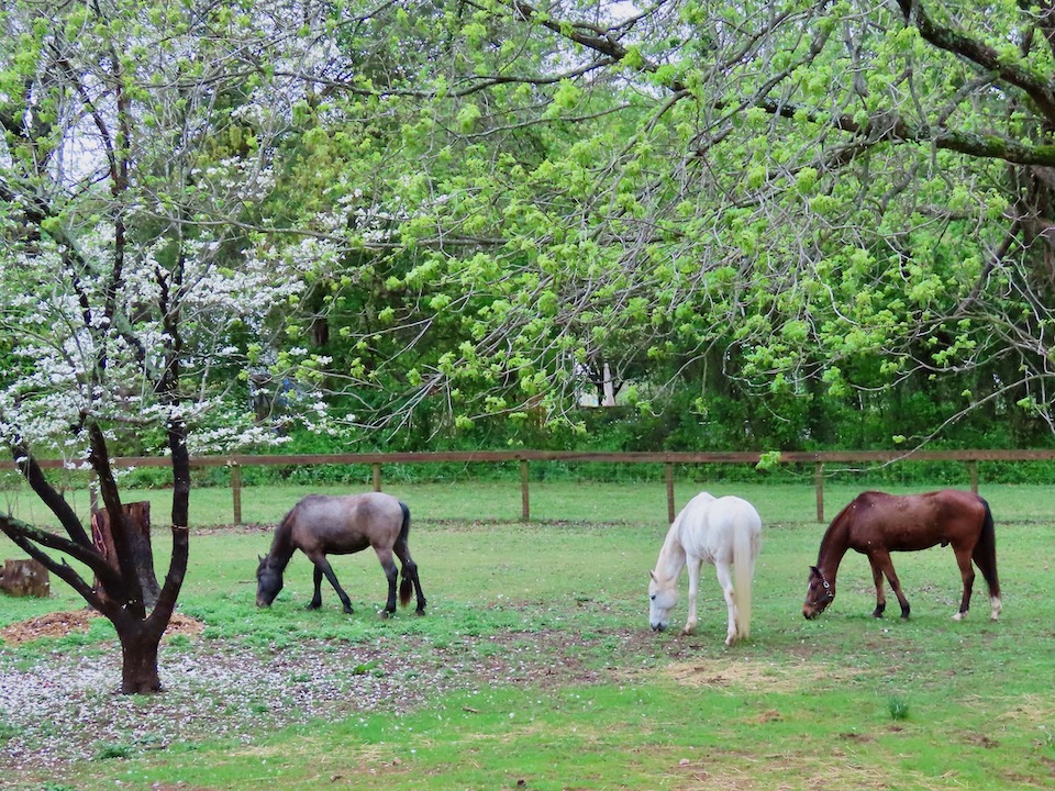 Raven & Chickadee More Misadventures In Airbnb Life Landrum, SC