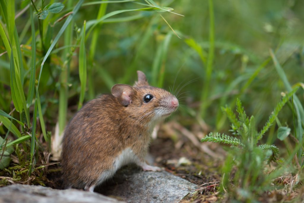 Baltimore Pest Control Company Rodent Prevention Tips