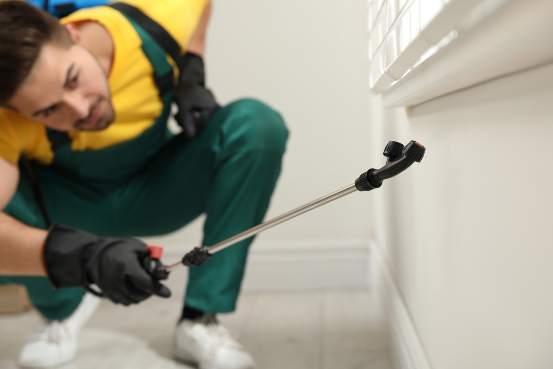 The Hidden Dangers of Ignoring a Pest Problem Why Professional Pest