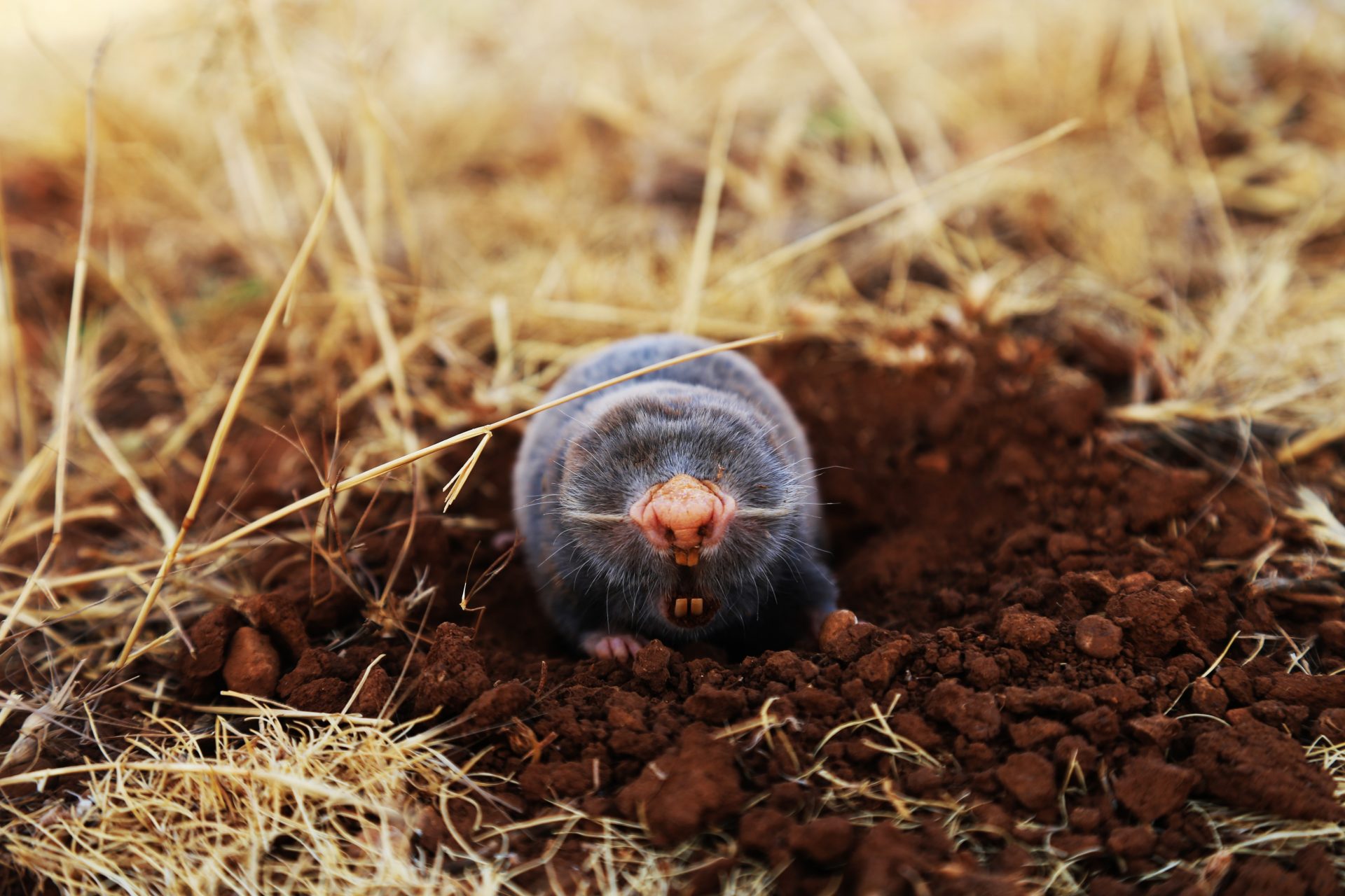 Differentiating a Mole vs. a Vole Raven Termite and Pest Control