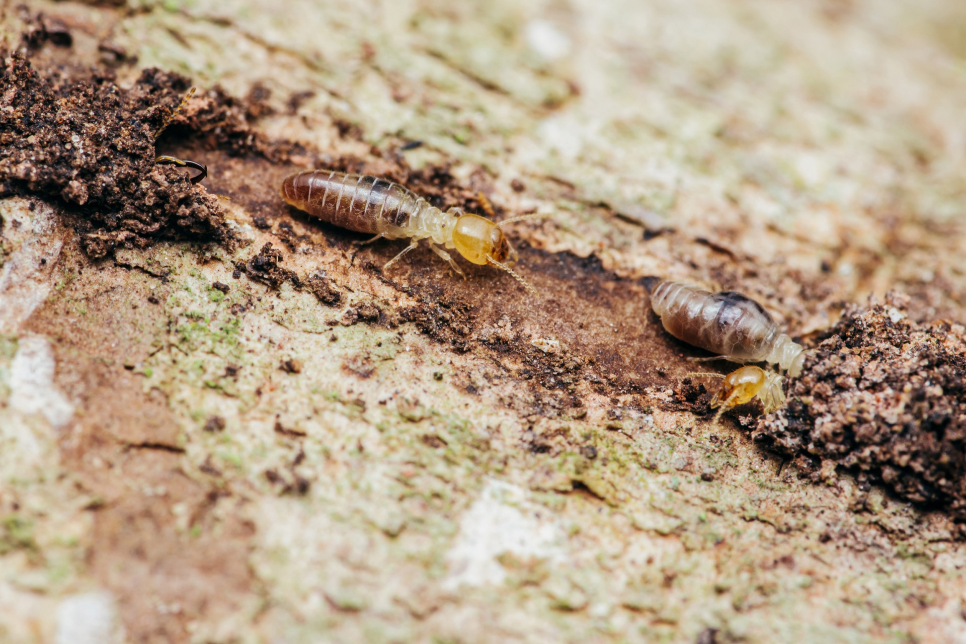 Termite Troubles Why Termites Can Be Detrimental When Buying a Home