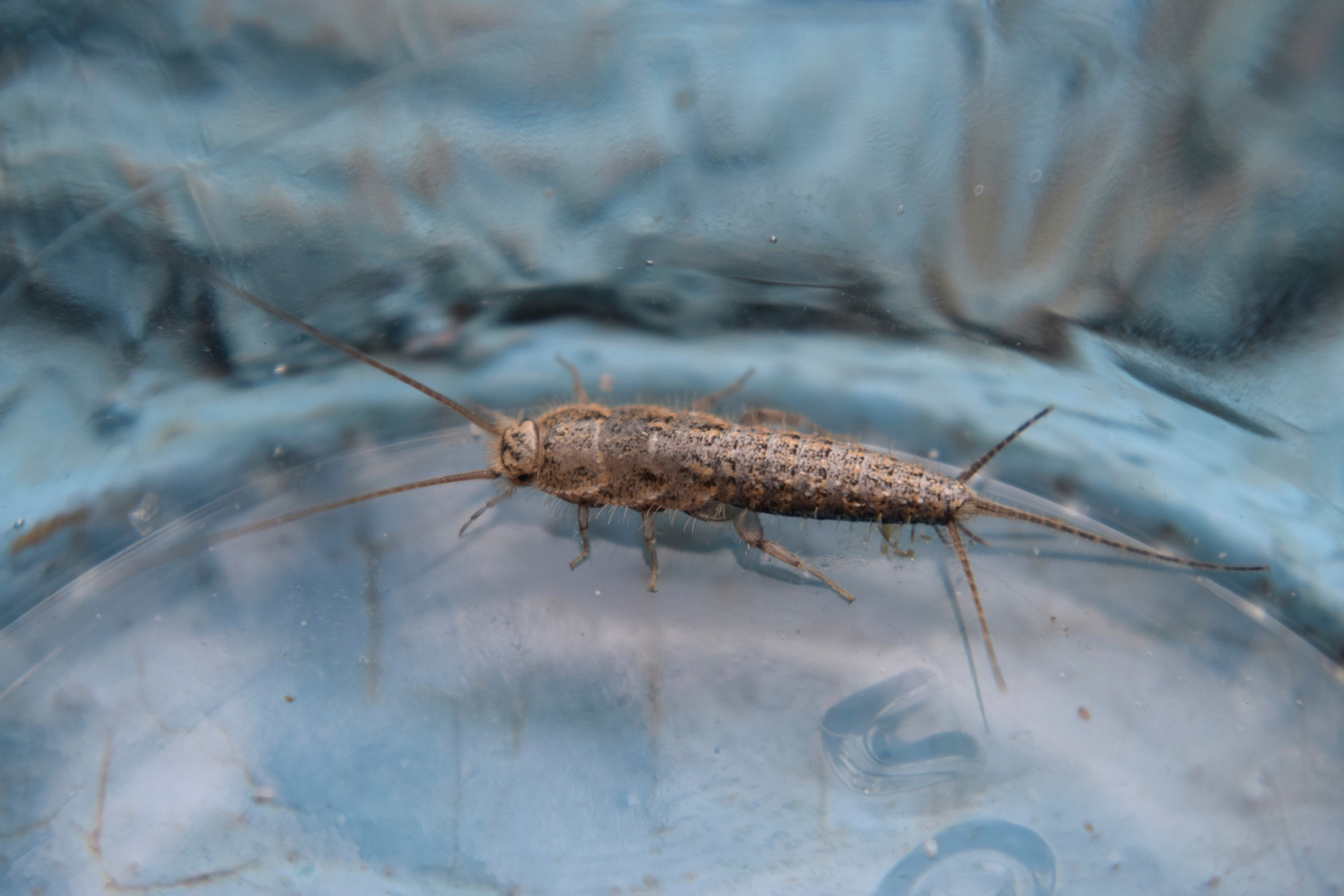 Pest Control Annapolis Silverfish Infestations