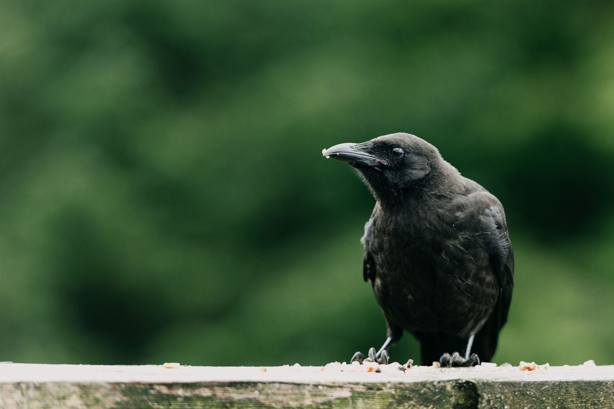 News RAVEN Trust