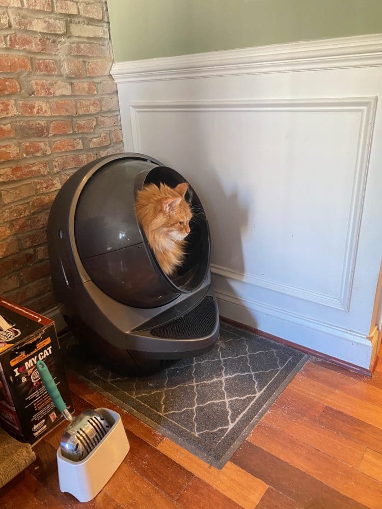 Automated Litter Box vs. Giant Cats Litter Robot 3 Connect Review
