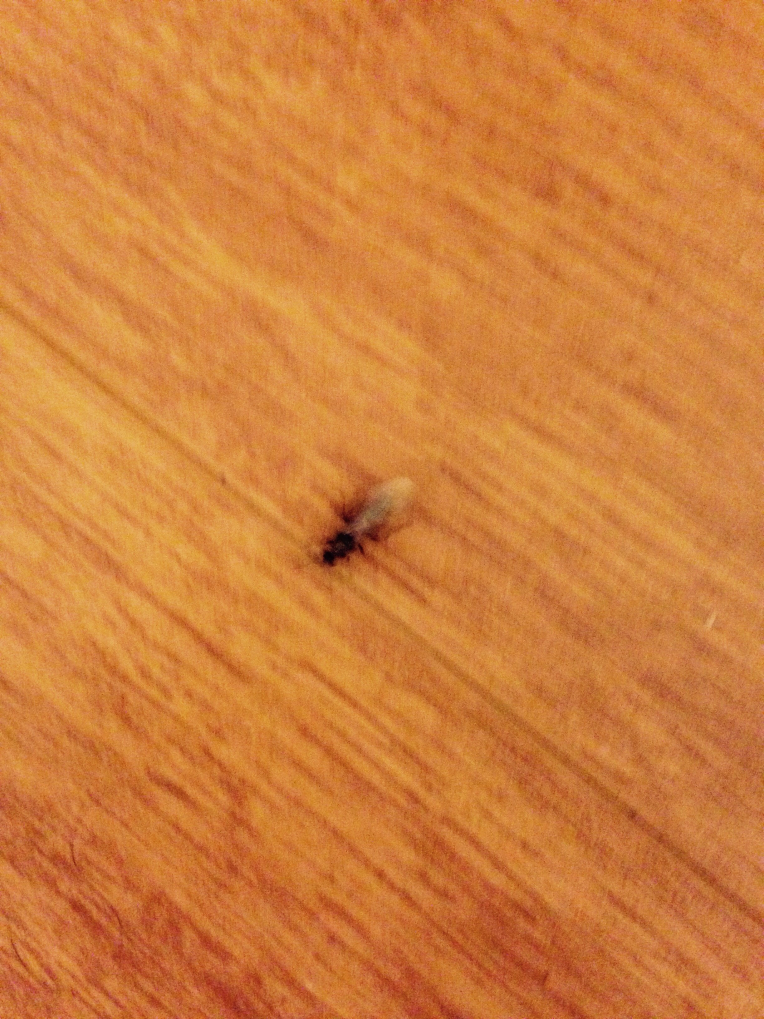 The flying black ants come once a year to London | Ravish London