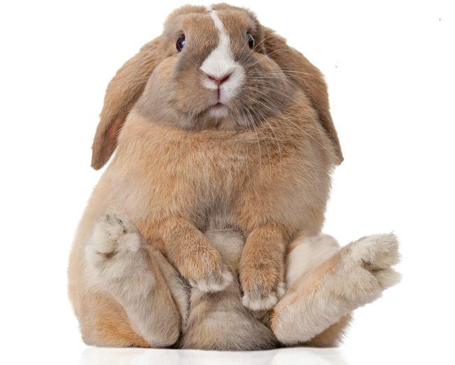 DEA Warns Of MarijuanaAddicted Rabbits Ravishly