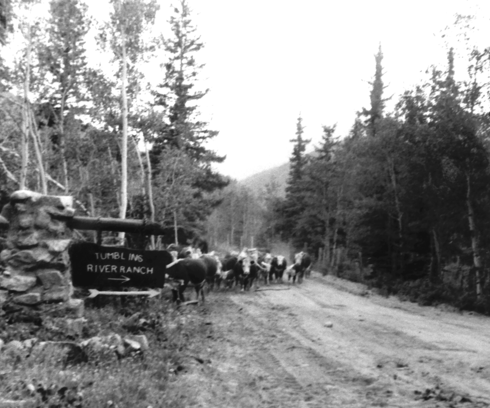 Summer cattle drive about 1950 · Park County Local History Digital Archive