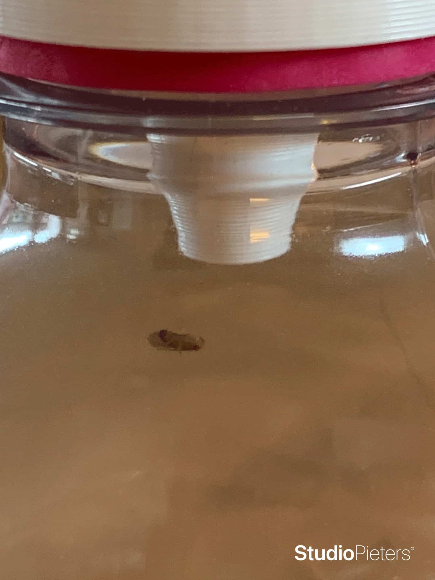 DIY Get Rid of Fruit Flies