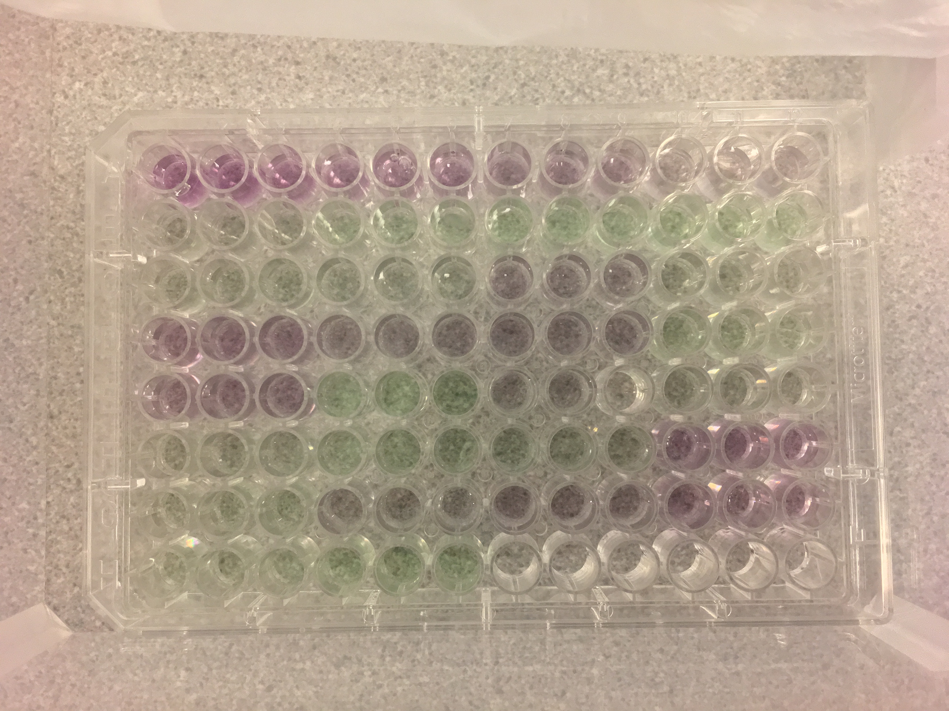 BCA Assay Trial 2 the responsible postdoc Lab Notebook by Yaamini